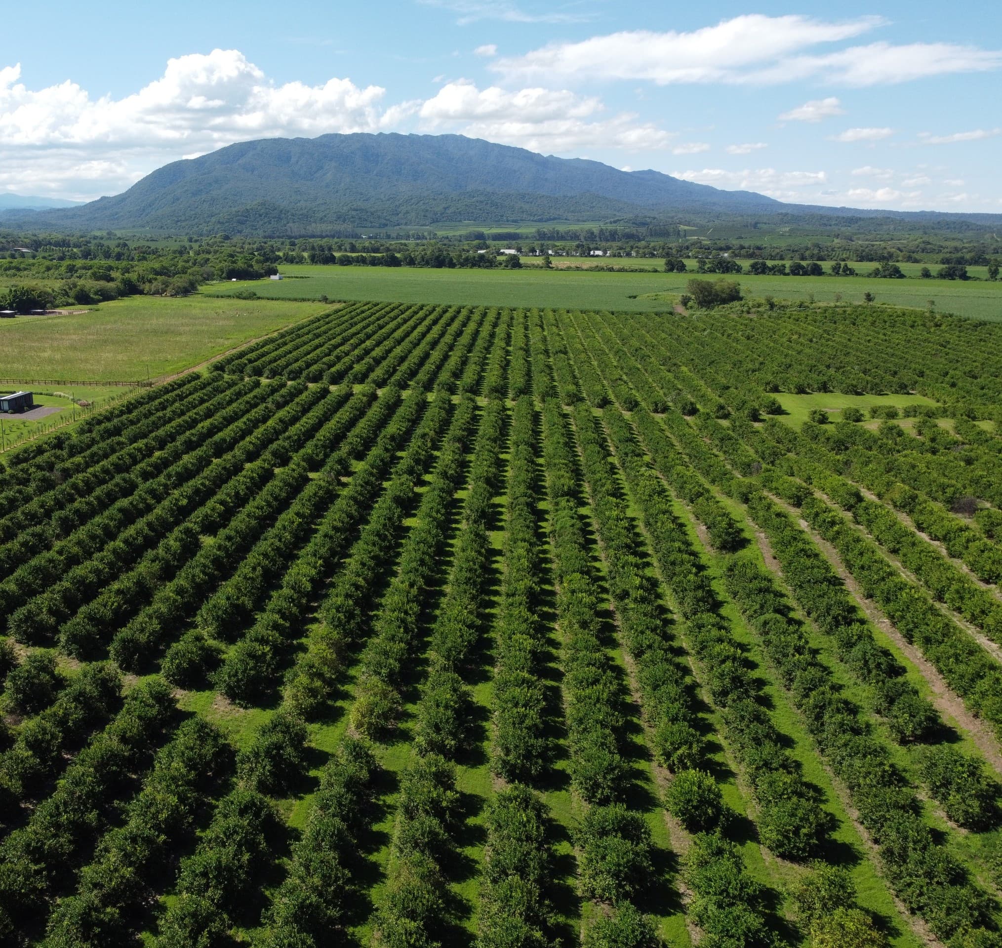 Plantación de limoneros en Tucumán vista desde un dron