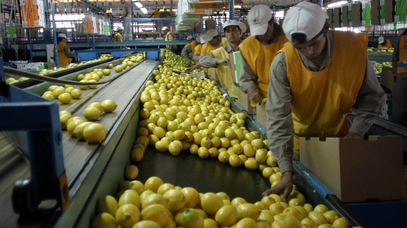 Línea de empaque de limones